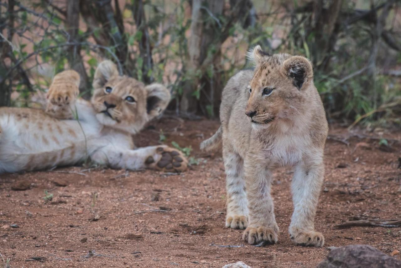 Ku Sungula Safari Lodge Rezervace Balule Exteriér fotografie