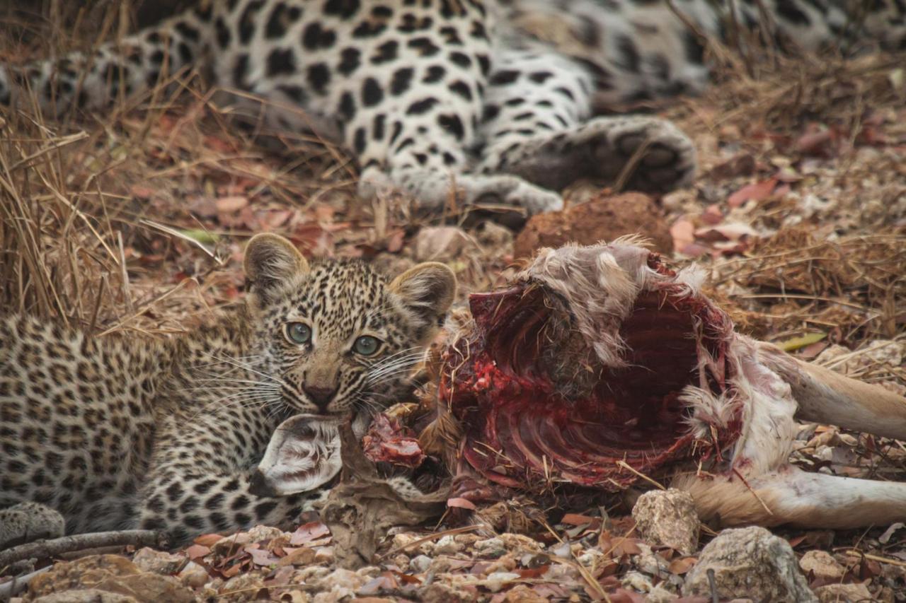 Ku Sungula Safari Lodge Rezervace Balule Exteriér fotografie