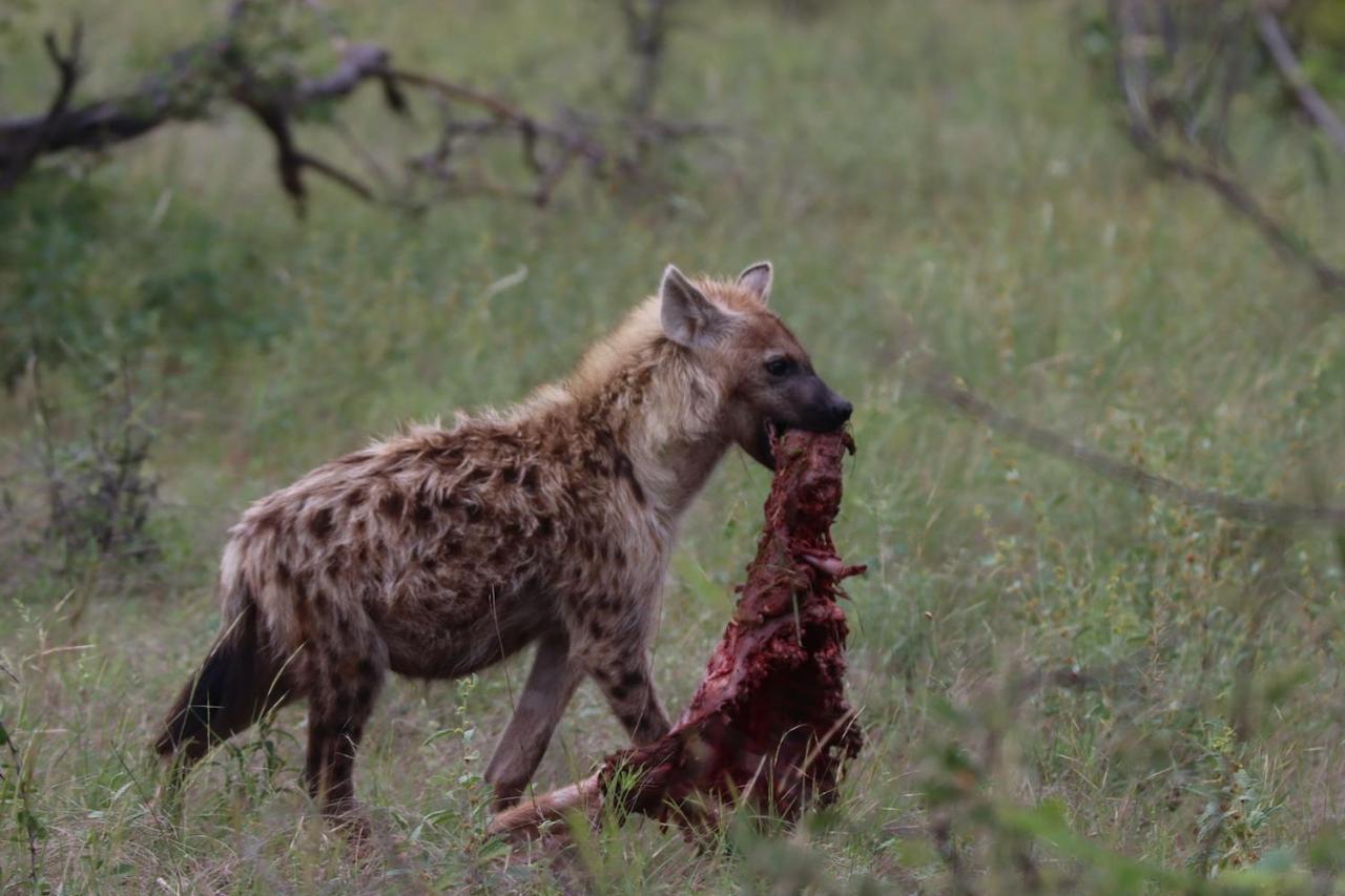 Ku Sungula Safari Lodge Rezervace Balule Exteriér fotografie