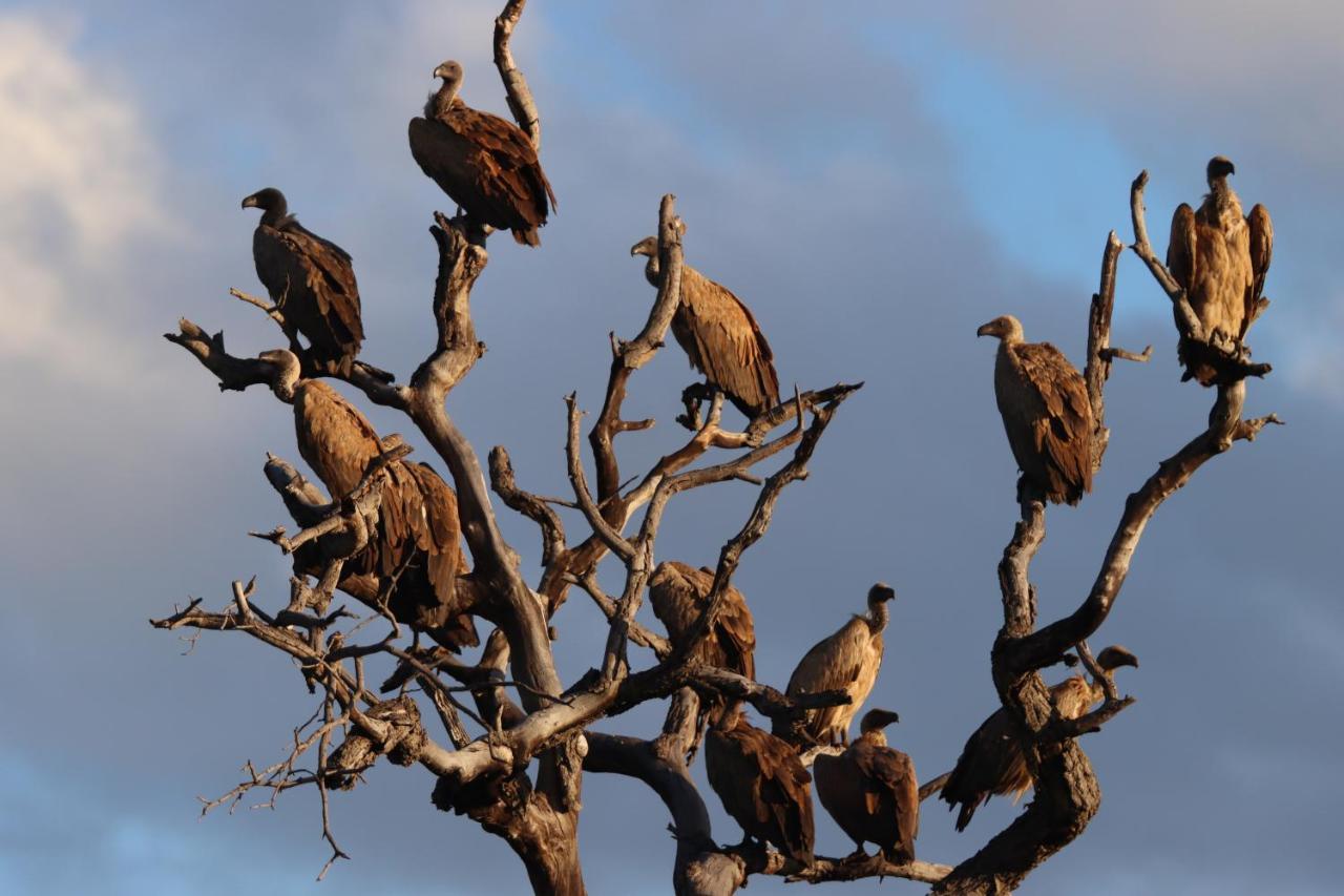 Ku Sungula Safari Lodge Rezervace Balule Exteriér fotografie