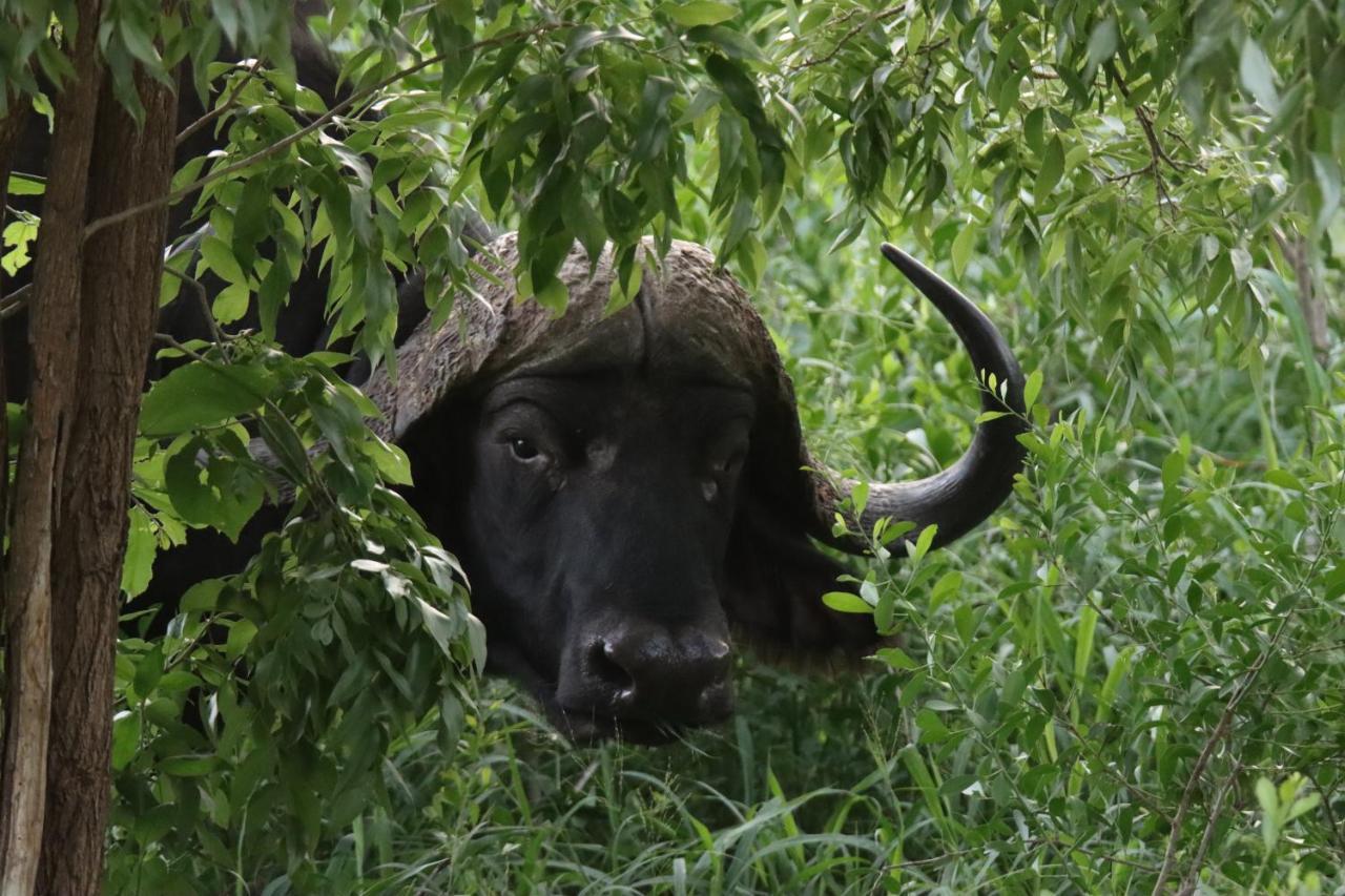 Ku Sungula Safari Lodge Rezervace Balule Exteriér fotografie