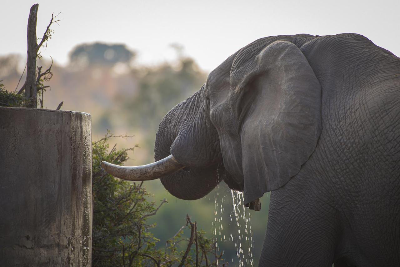 Ku Sungula Safari Lodge Rezervace Balule Exteriér fotografie