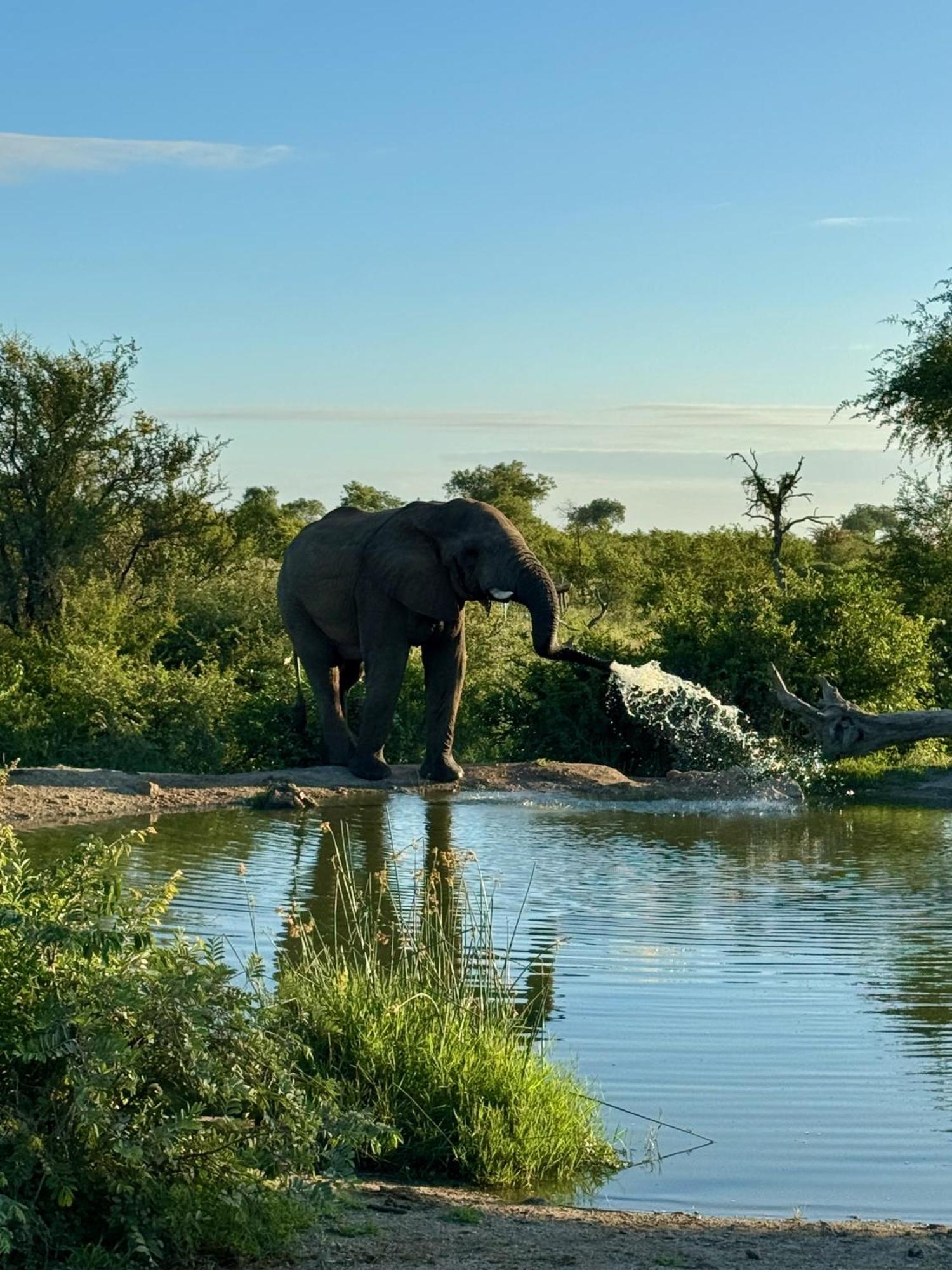 Ku Sungula Safari Lodge Rezervace Balule Exteriér fotografie