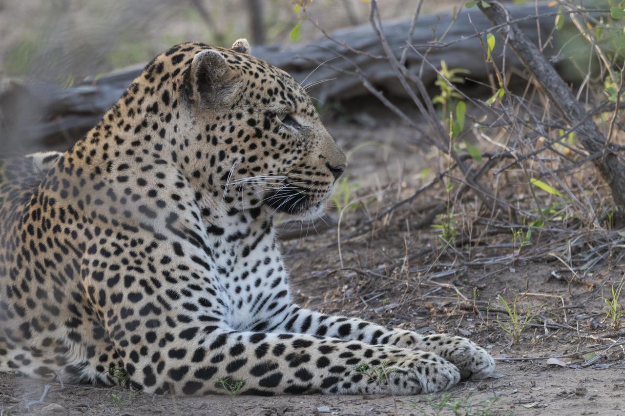 Ku Sungula Safari Lodge Rezervace Balule Exteriér fotografie