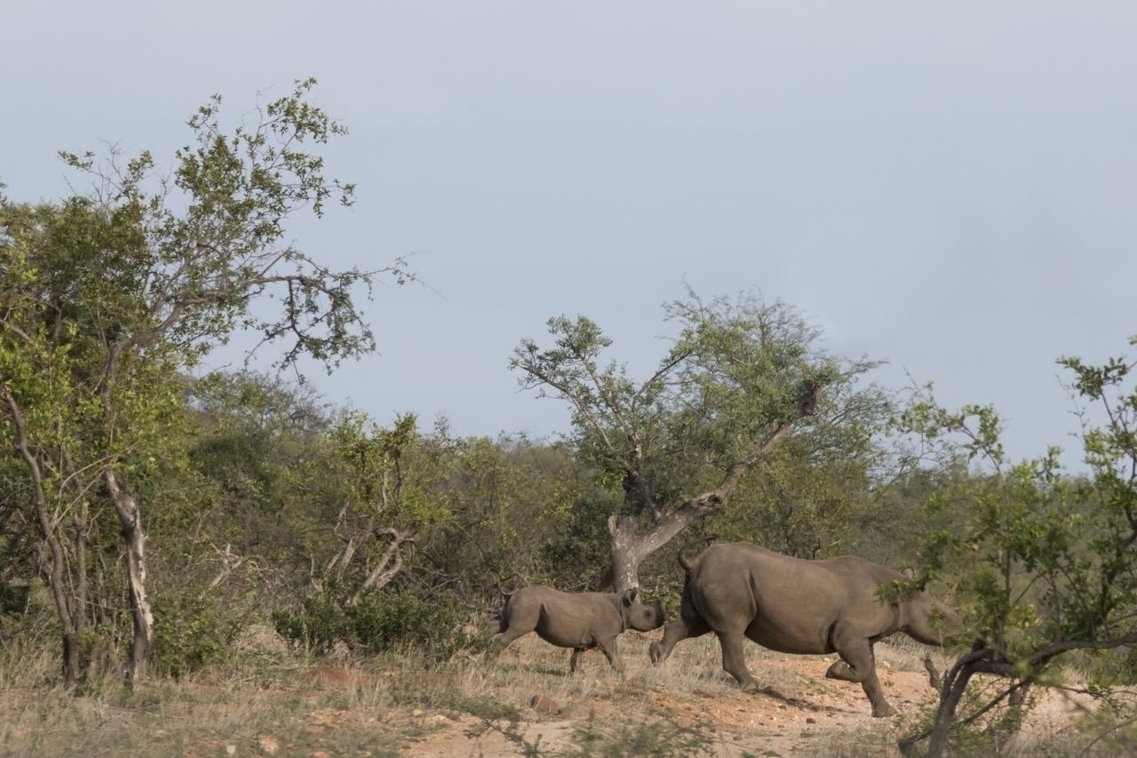 Ku Sungula Safari Lodge Rezervace Balule Exteriér fotografie