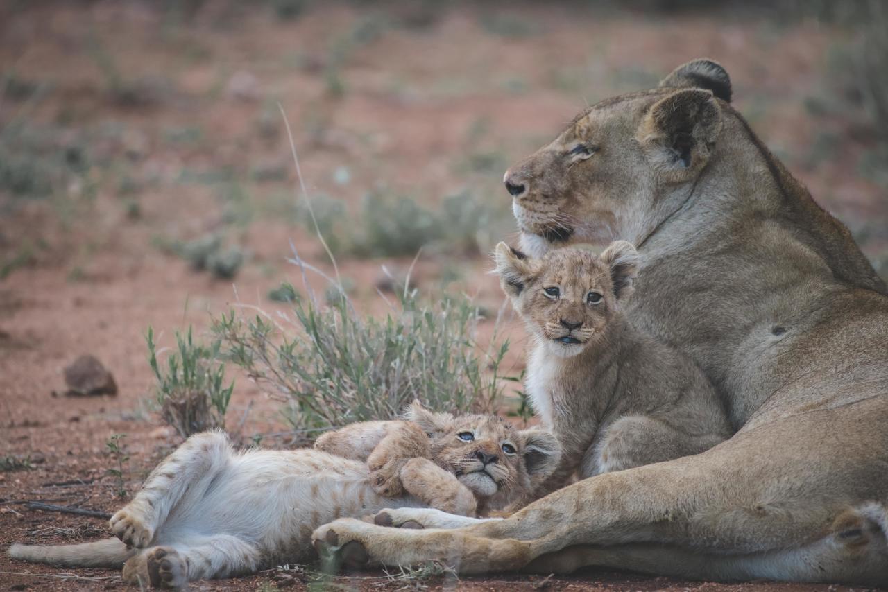 Ku Sungula Safari Lodge Rezervace Balule Exteriér fotografie