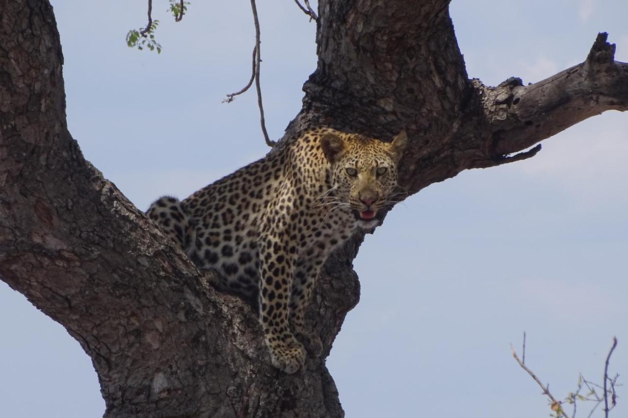 Ku Sungula Safari Lodge Rezervace Balule Exteriér fotografie