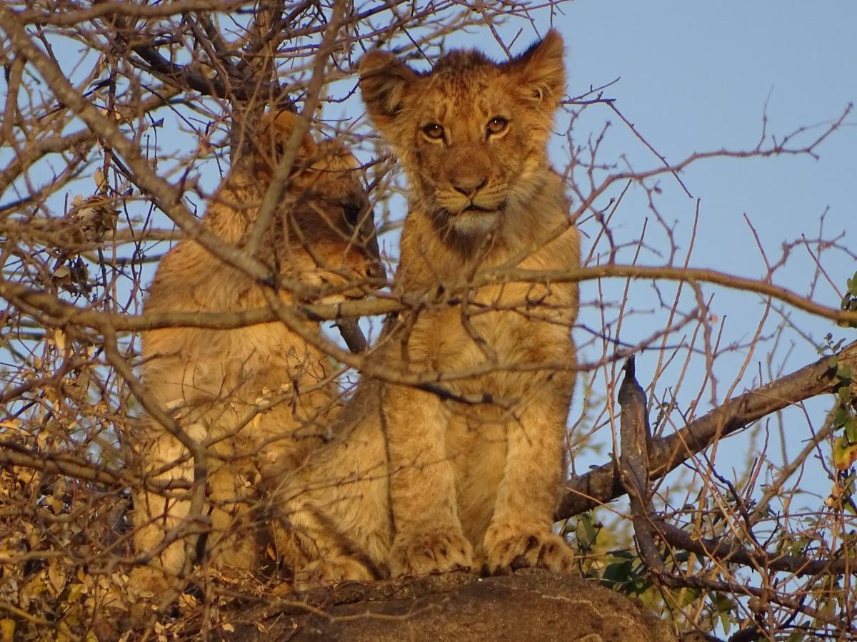 Ku Sungula Safari Lodge Rezervace Balule Exteriér fotografie