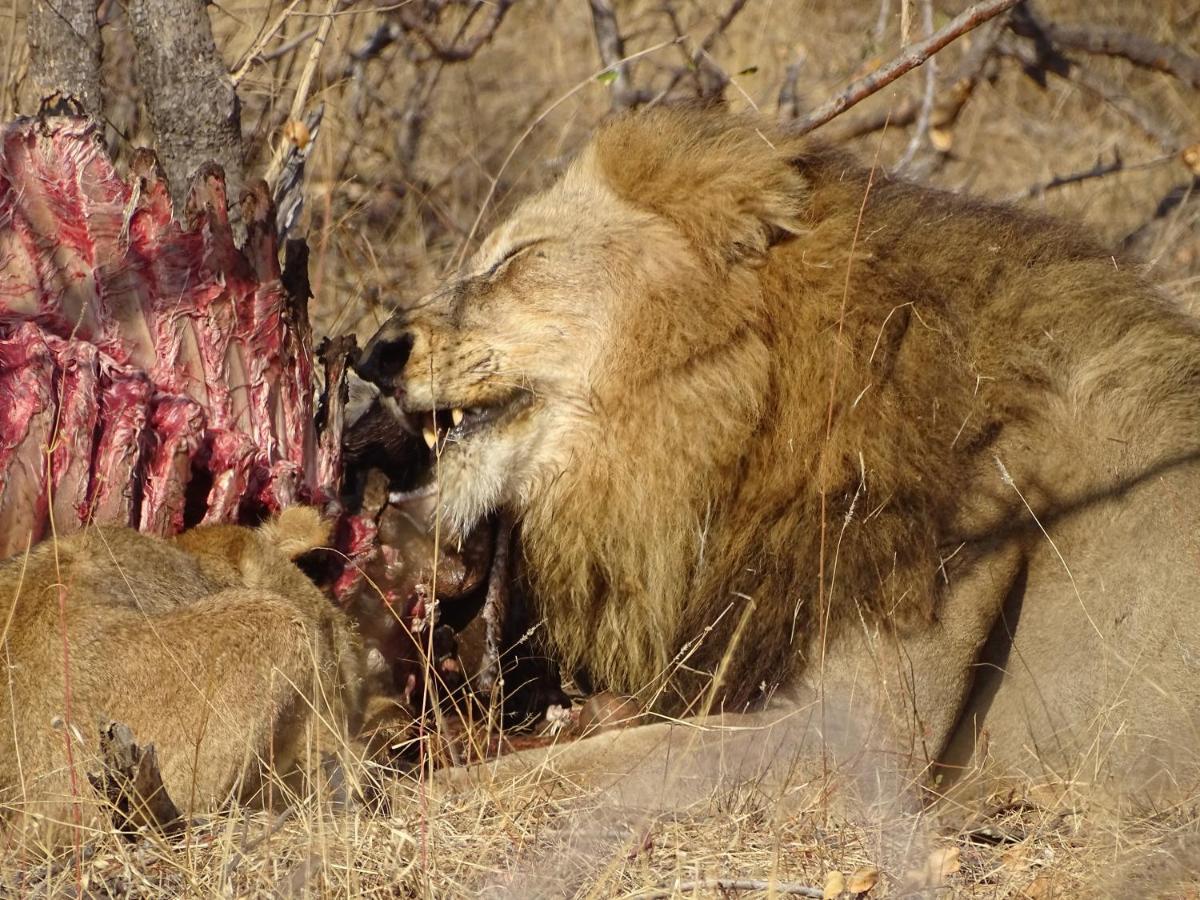 Ku Sungula Safari Lodge Rezervace Balule Exteriér fotografie